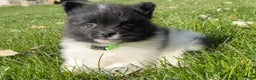 Pomeranian dogs for sale: Riley  - Ad 7