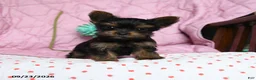 Yorkshire Terrier dogs for sale: Nutmeg - Ad 3