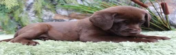 Labrador Retriever dogs for sale: Rattler - Ad 6