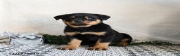 Rottweiler dogs for sale: Gru  - Ad 3