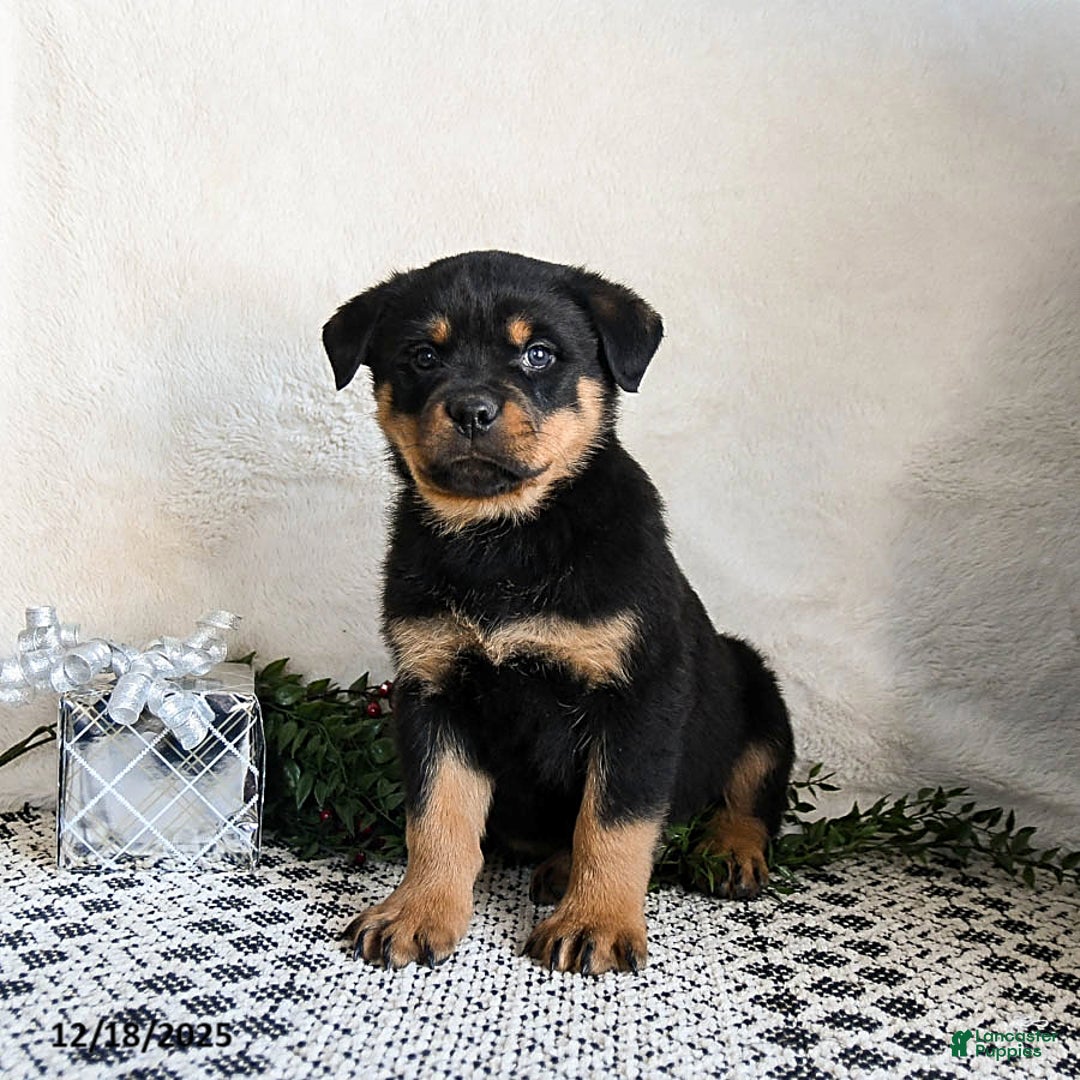 Rottweiler dogs for sale: Gru  - Ad 3