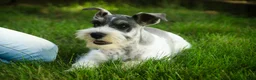 Miniature Schnauzer dogs for sale: Quinn Miniature Schnauzer  - Ad 3