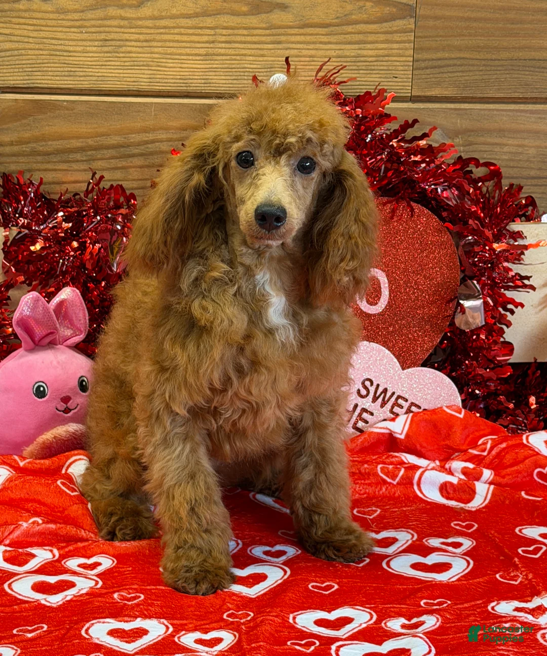 Miniature Poodle dogs for sale: Ruby - Ad 4