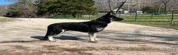 German Shepherd dogs for sale: COMING SOON!! Trained Deterrent Dog!!  - Ad 2