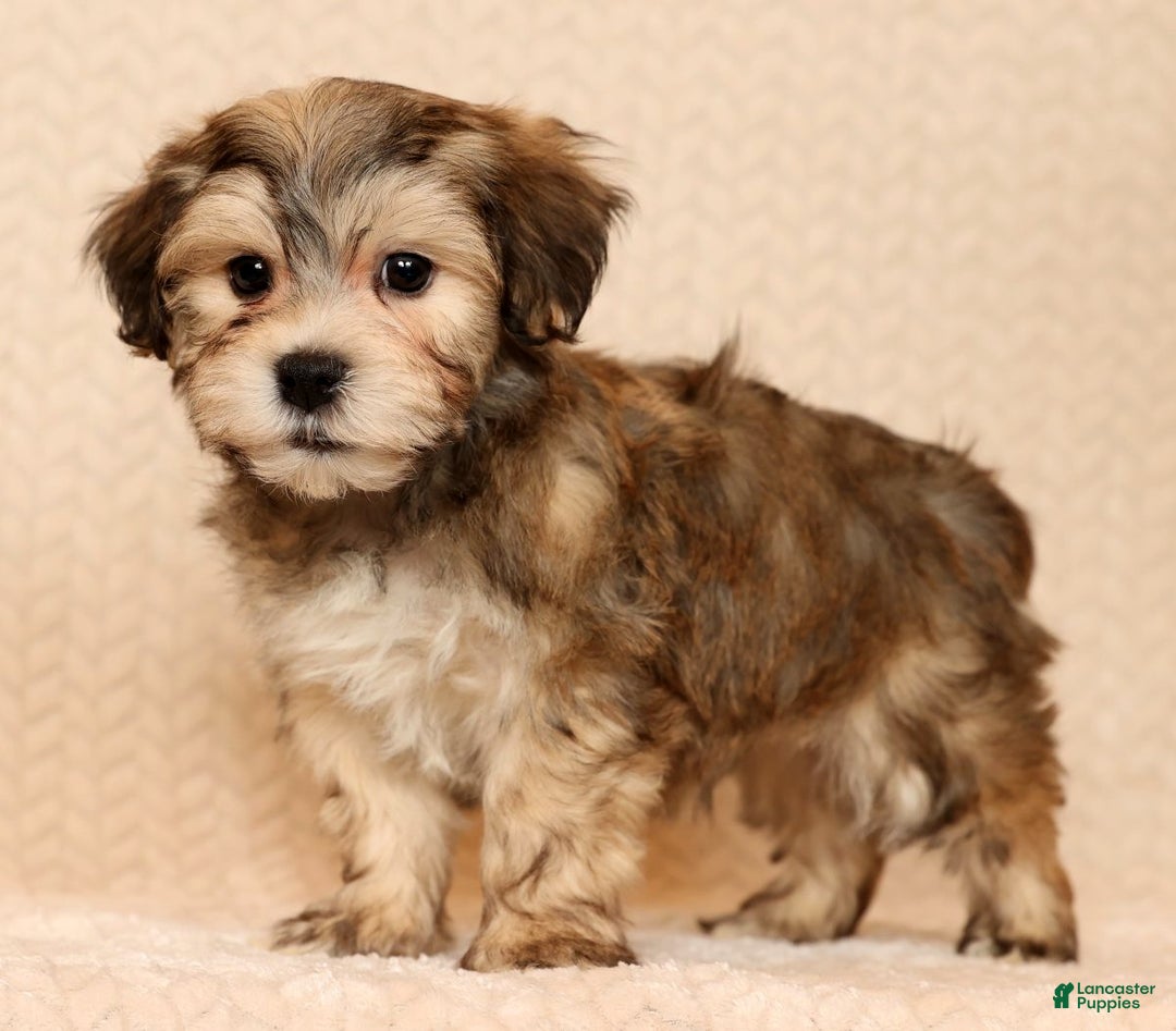 Yochon dogs for sale: Thomas - Ad 4