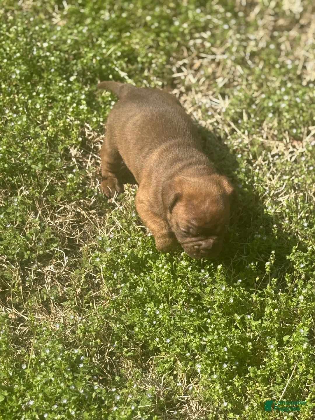 Mixed Breed dogs for sale: Nala - Ad 2