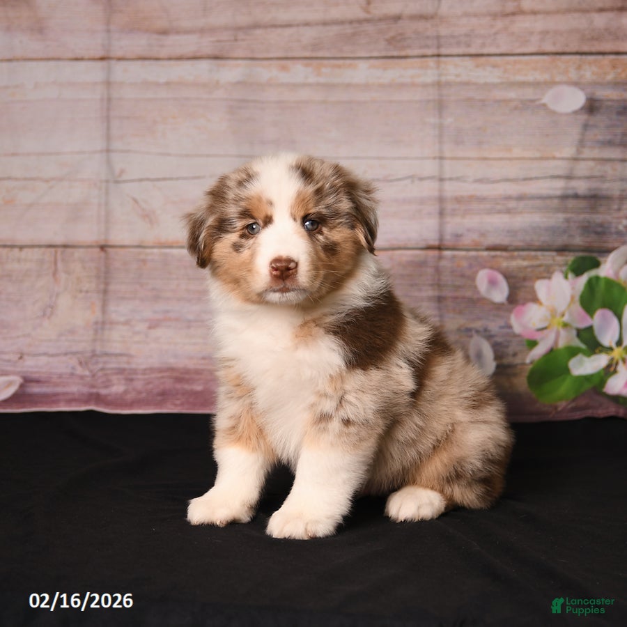 Miniature Australian Shepherd dogs Taz - Ad 2