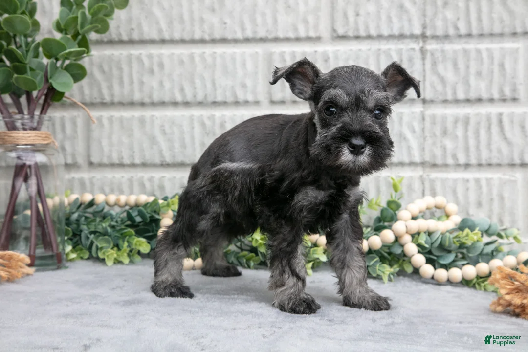 Miniature Schnauzer dogs for sale: Bo - Ad 3