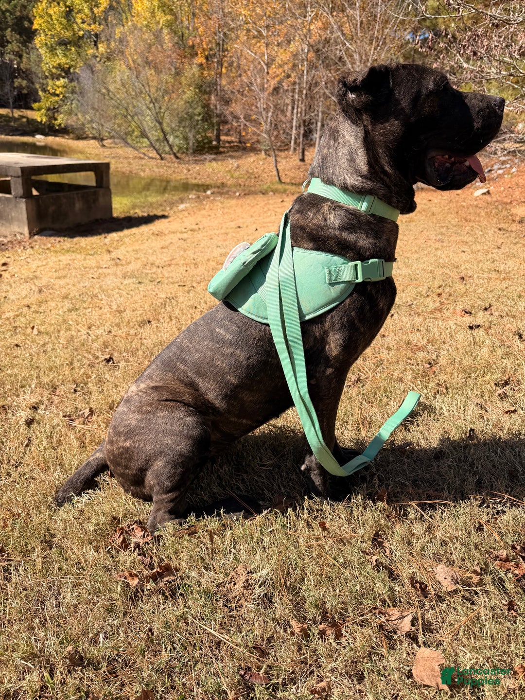 Cane Corso dogs for sale: Dior - Ad 3