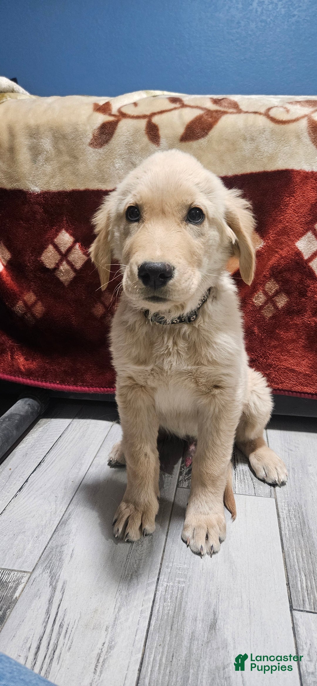 Golden Retriever dogs for sale: Black - Ad 2