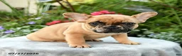 French Bulldog dogs for sale: Spencer - Ad 4