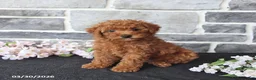 Miniature Poodle dogs for sale: Solomon - Ad 4