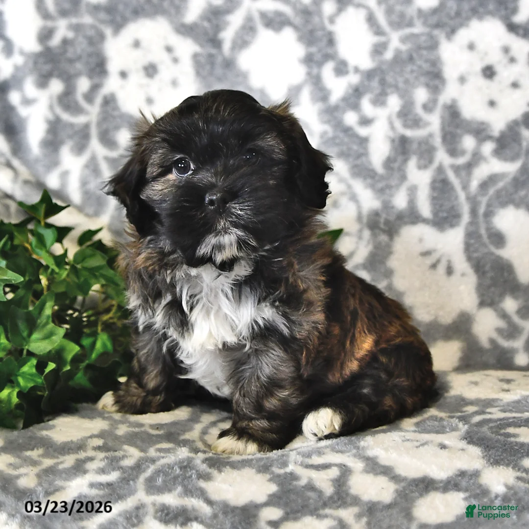 Teddy Bear dogs for sale: Barney - Ad 2