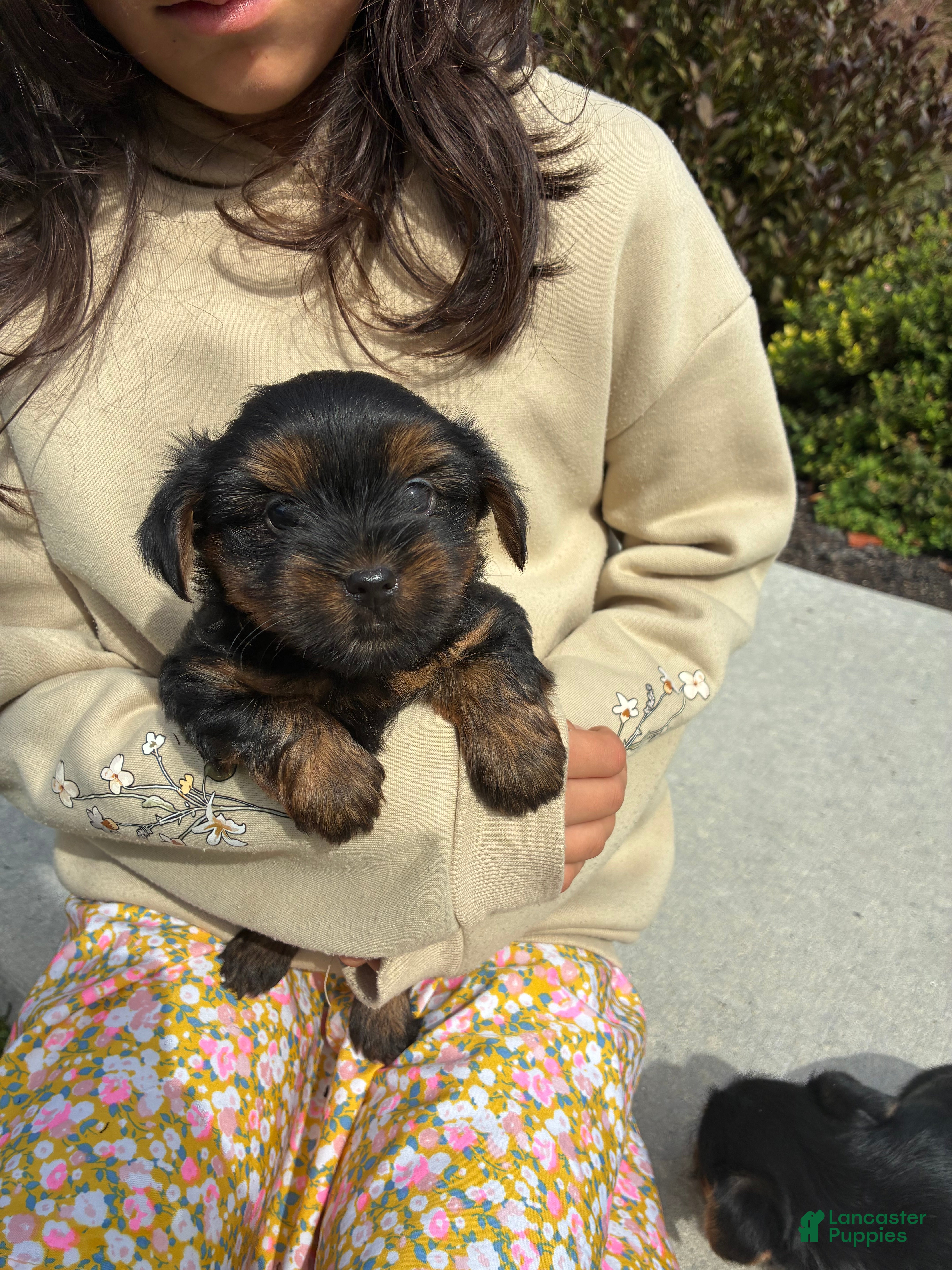 Yorkshire Terrier dogs Milo - Ad 1