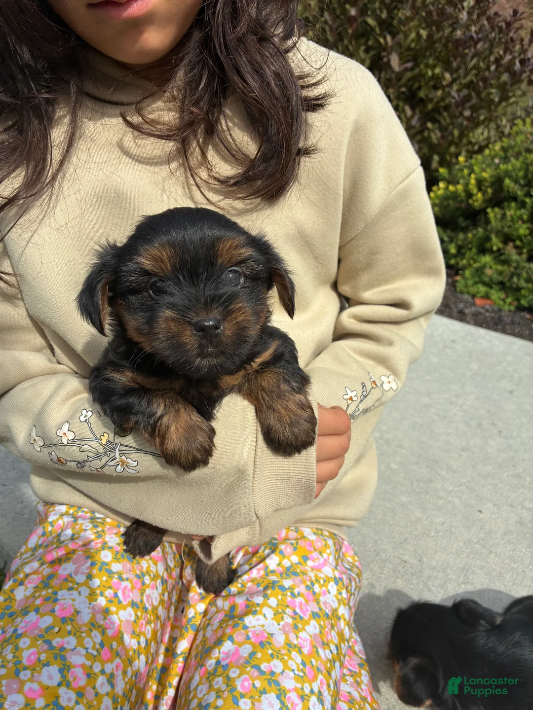 Yorkshire Terrier dogs for sale: Milo - Ad 1