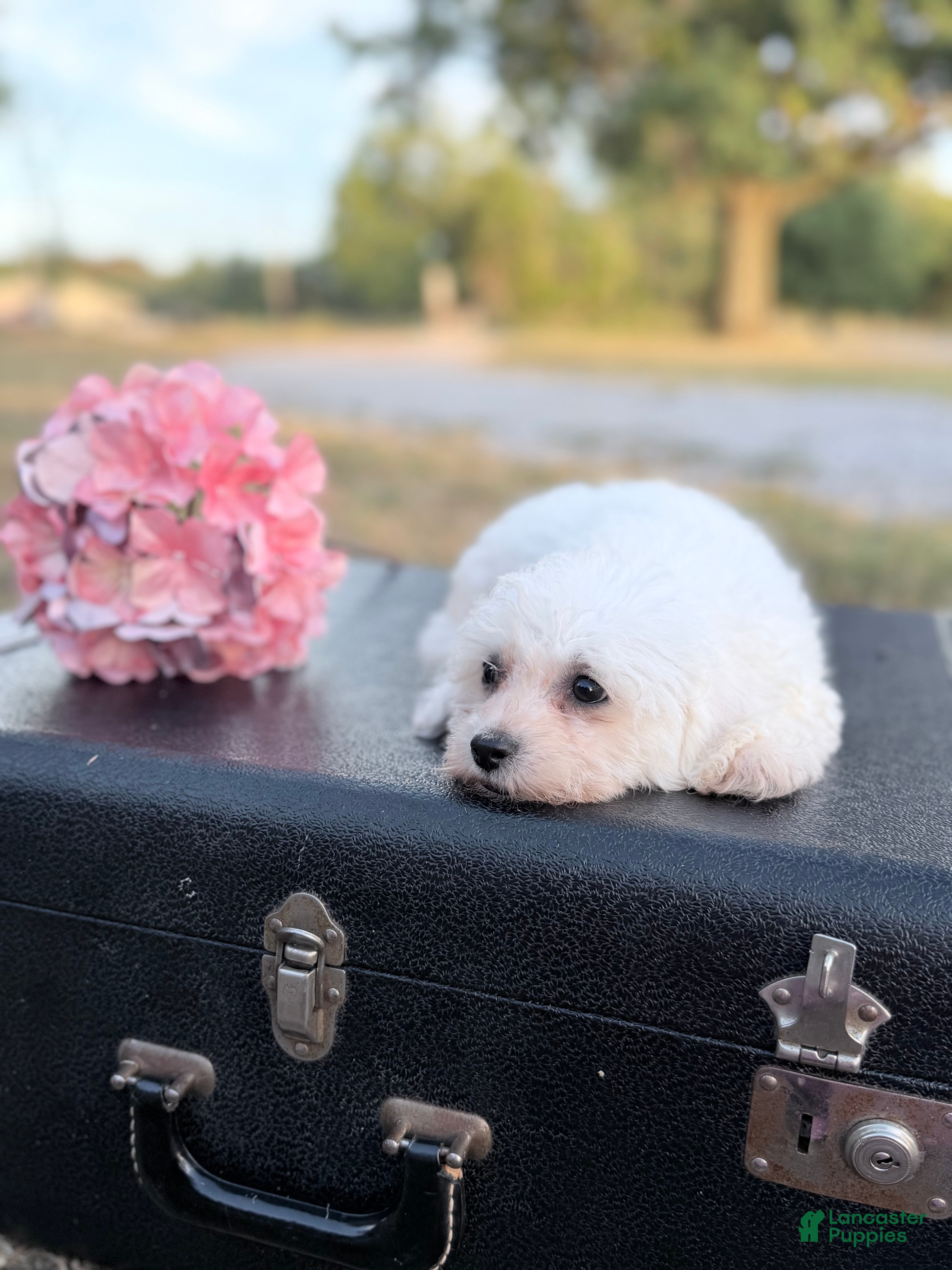 Bichon Frise dogs Bichon Frise - Mason - Ad 14
