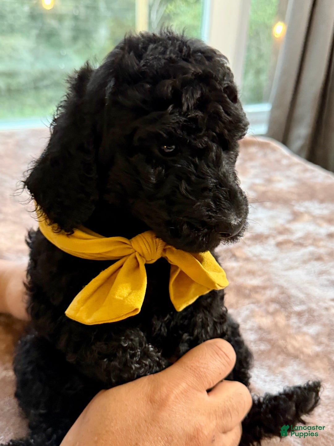 Standard Poodle dogs for sale: Standard Poodle Puppy 8 - Ad 3