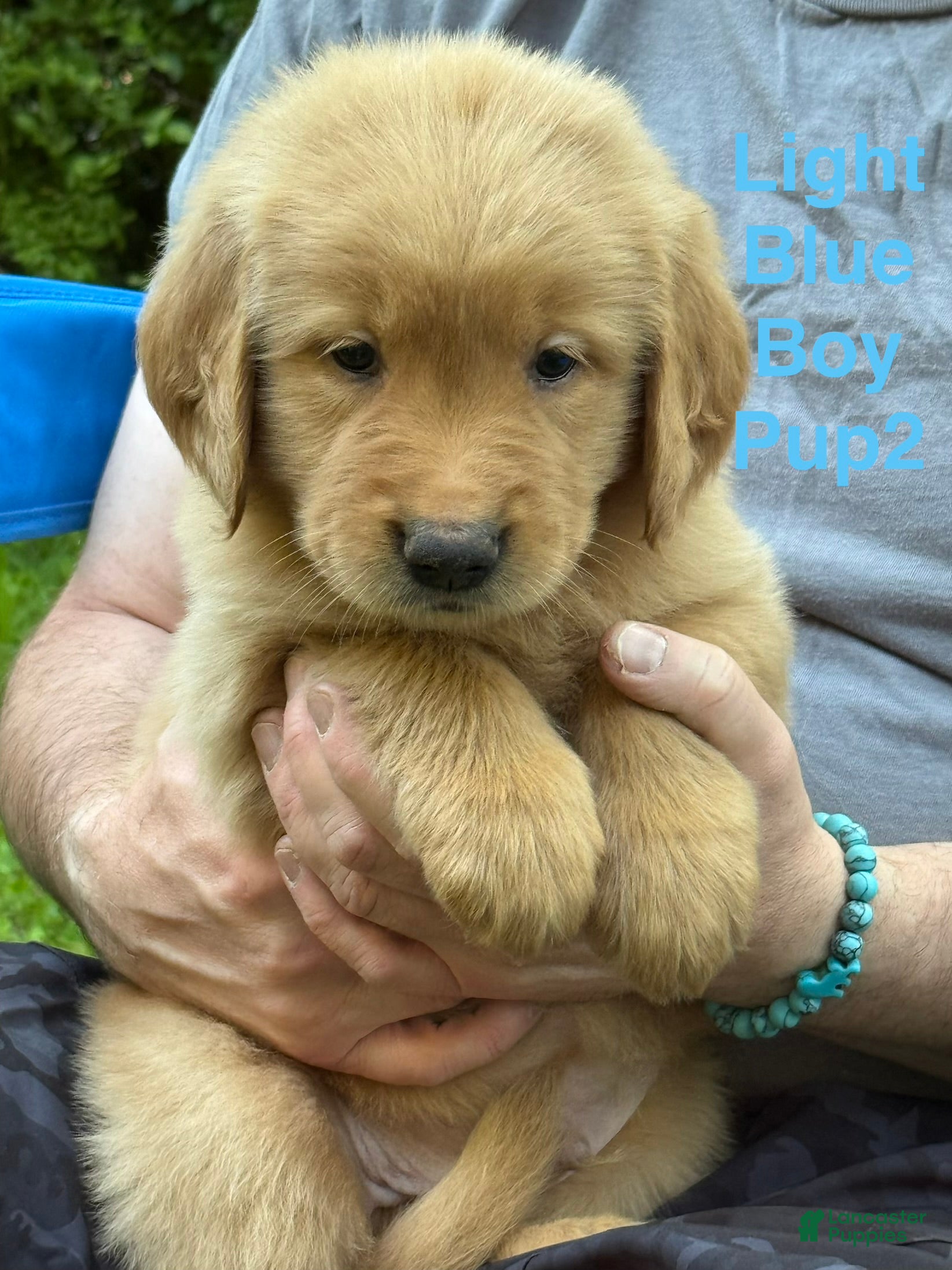 Golden Retriever dogs Light Blue Boy - Ad 1