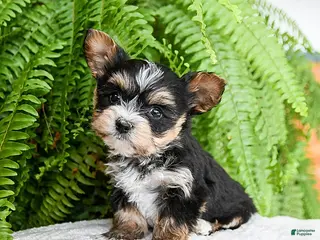 Yochon dogs Amaryssa - Ad 8