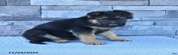 German Shepherd dogs for sale: Hoss - Ad 2