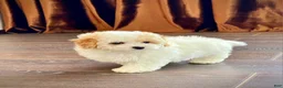 Maltipoo dogs for sale: Alicia - Ad 2