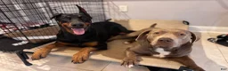 Mixed Breed dogs for sale: Goliath - Ad 4