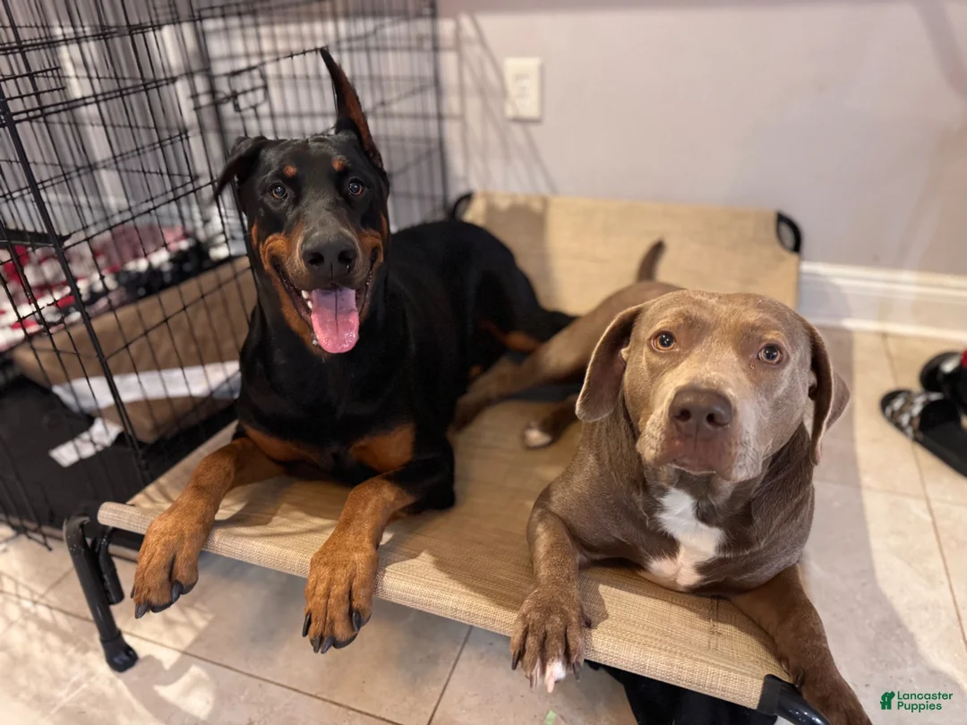 Mixed Breed dogs for sale: Goliath - Ad 4