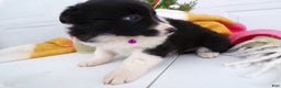 Border Collie dogs for sale: Border Collie Puppy 2 Poloma - Ad 3