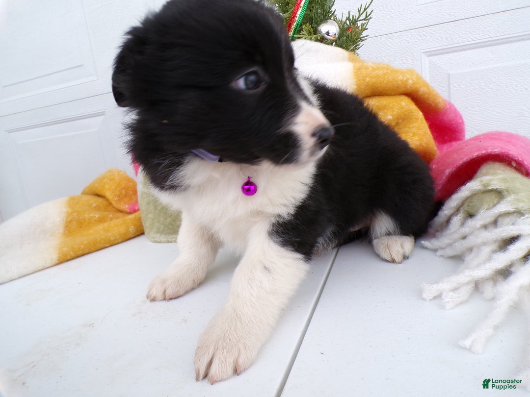 Border Collie dogs for sale: Border Collie Puppy 2 Poloma - Ad 3