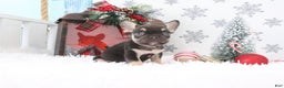 French Bulldog dogs for sale: Rover - Ad 1