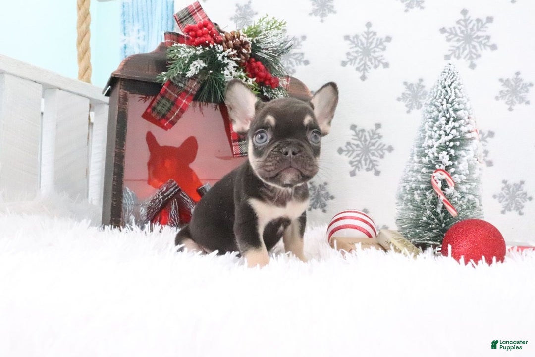 French Bulldog dogs for sale: Rover - Ad 1