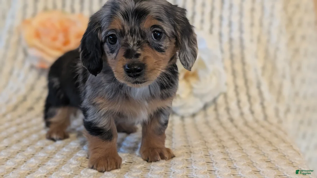 Miniature Dachshund dogs for sale: Lucy - Ad 11