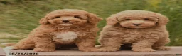 Toy Poodle dogs for sale: Nemo - Ad 5