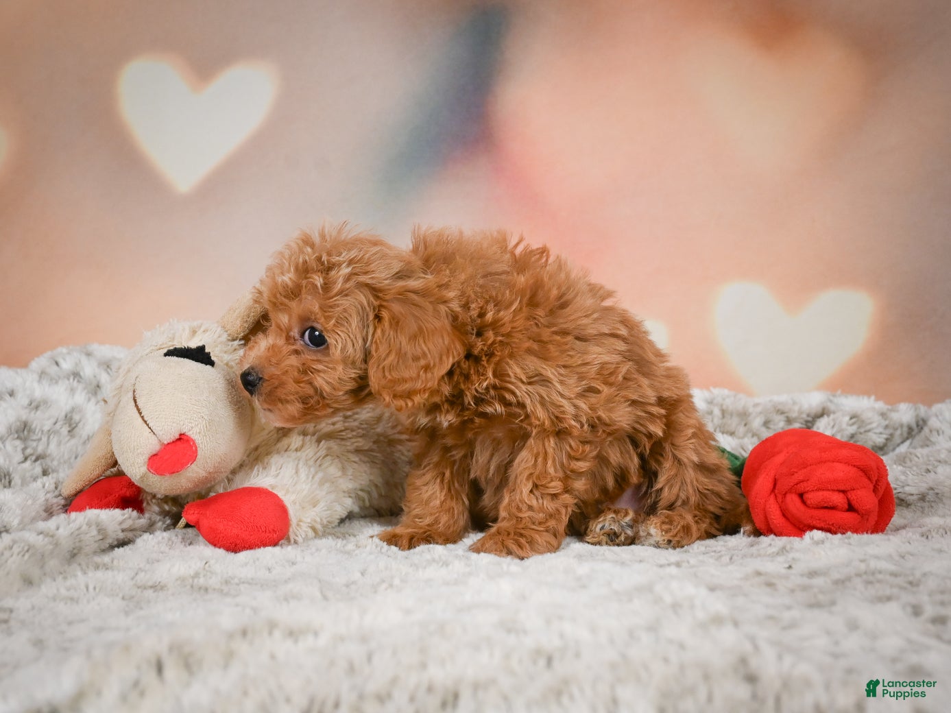 Toy Poodle dogs Haley - Ad 2