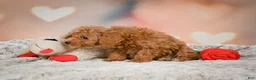 Toy Poodle dogs for sale: Haley - Ad 12