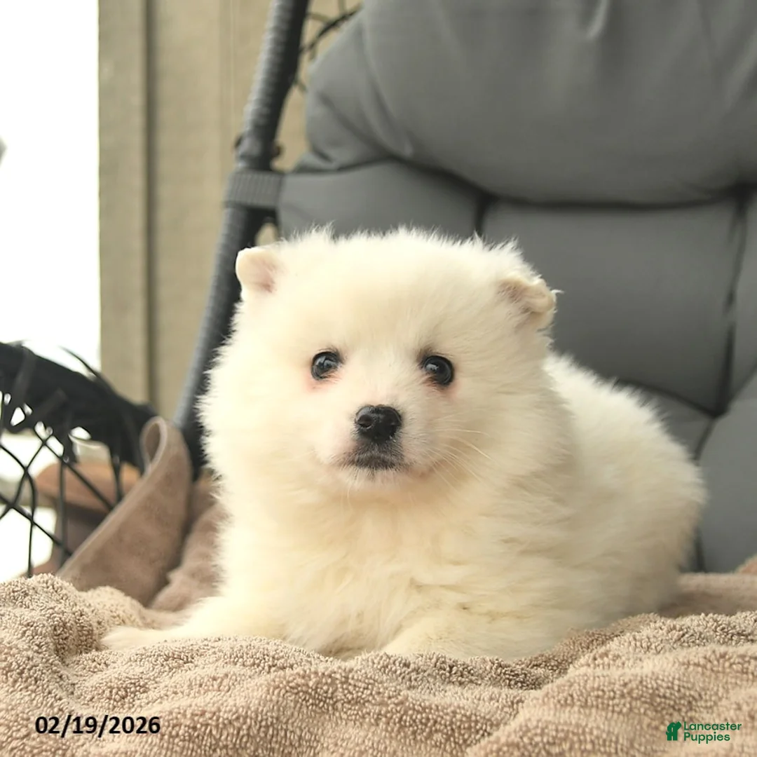 American Eskimo dogs for sale: Hope  - Ad 3