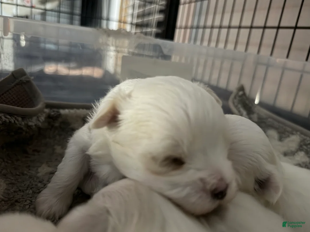 Morkie dogs for sale: Morkie 1 - Ad 2