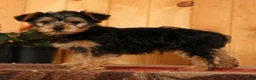 Yorkiepoo dogs for sale: Max - Ad 3