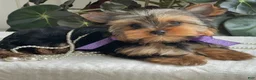 Yorkshire Terrier dogs for sale: Tucker - Ad 13