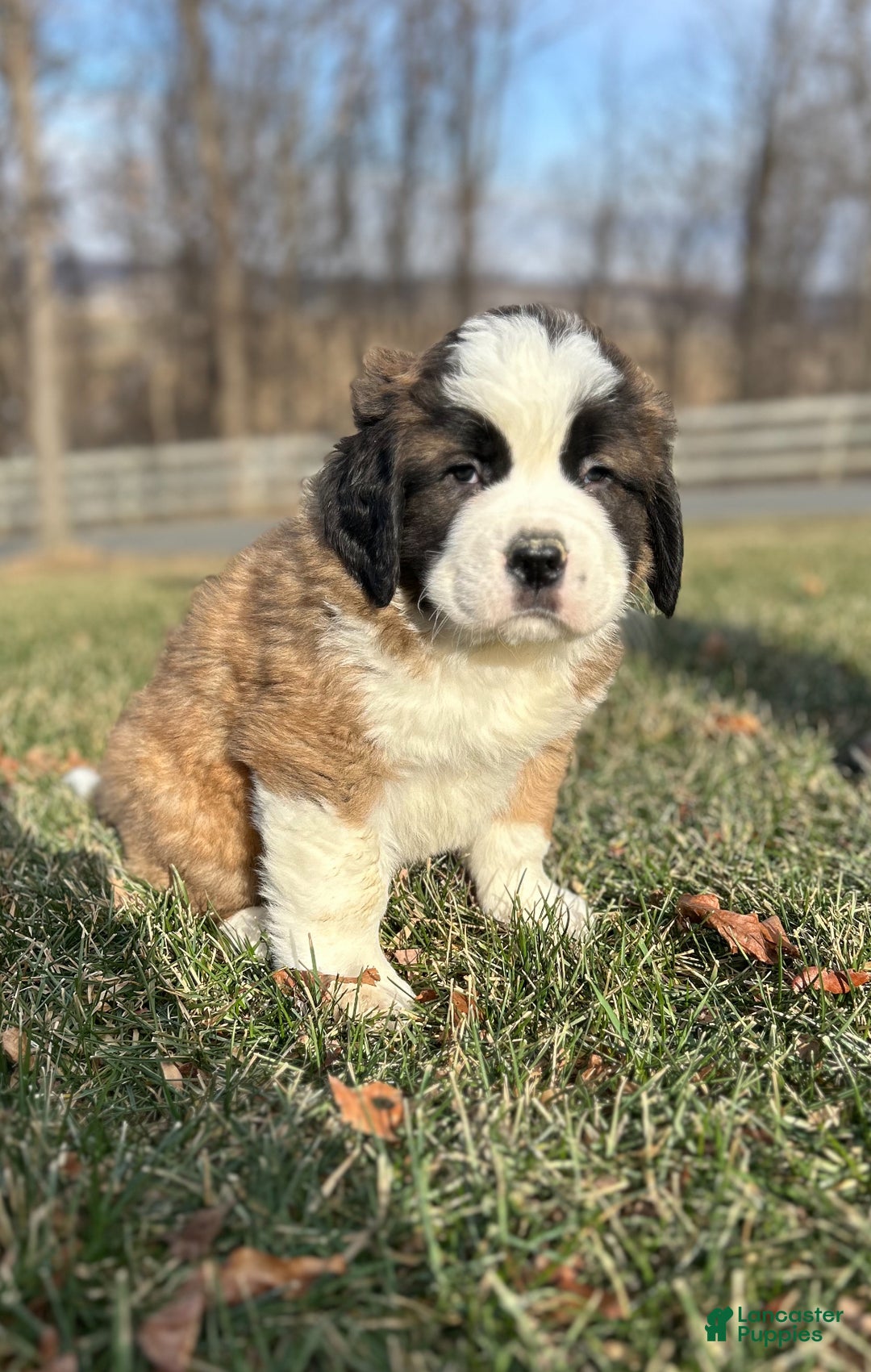 Saint Bernard dogs for sale: Watson - Ad 1