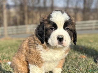 Saint Bernard dogs Watson - Ad 18