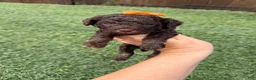 Miniature Poodle dogs for sale: Akc Clear 🧬 tested Chocolate Phantom 🩷 - Ad 8