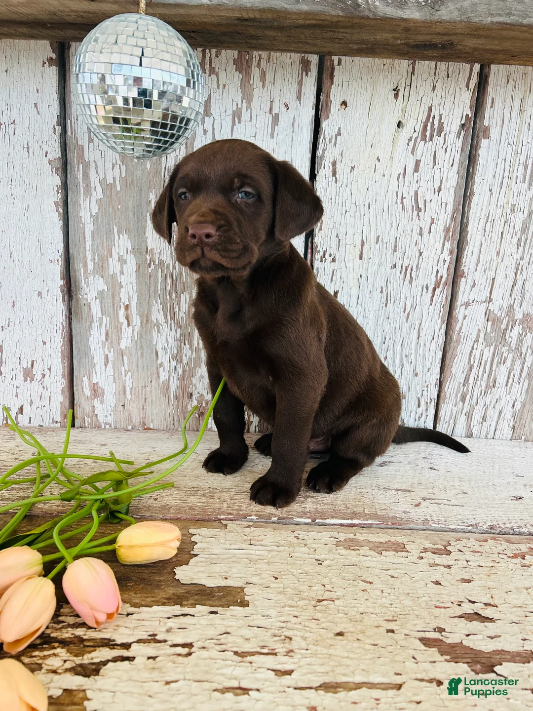 Labrador Retriever dogs for sale: Max - Ad 5
