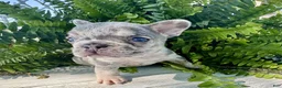 French Bulldog dogs for sale: Asher - Ad 3