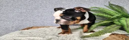 English Bulldog dogs for sale: Easton - Ad 7