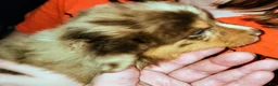 Australian Shepherd dogs for sale: Chris - Ad 8