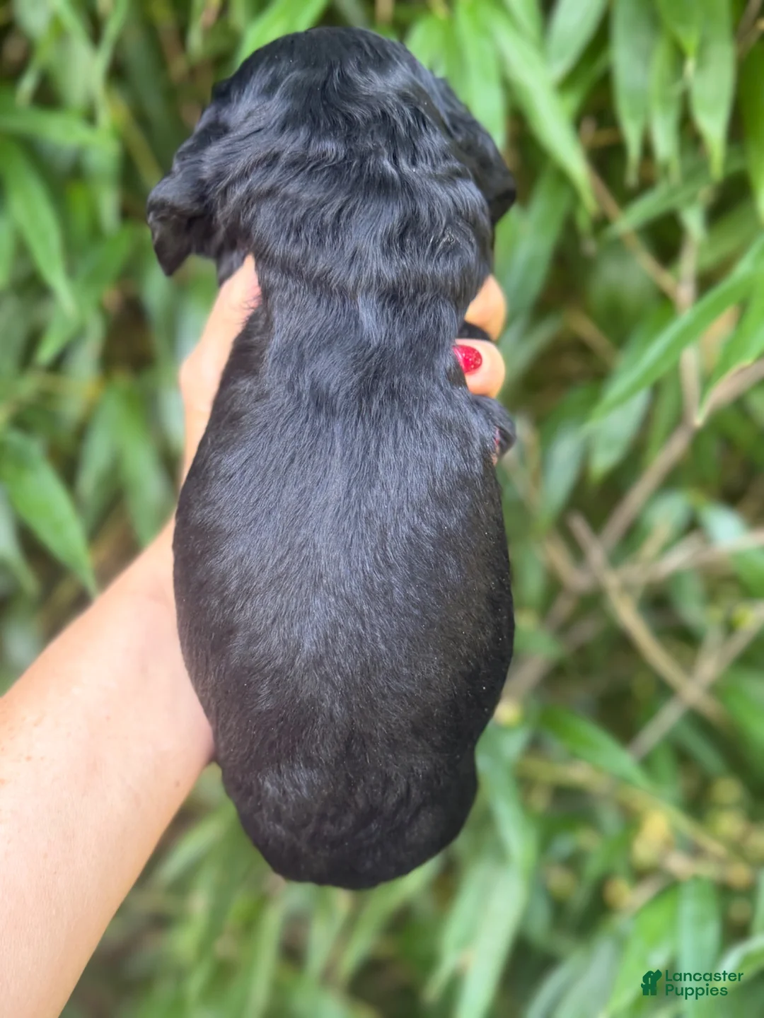 Cocker Spaniel dogs for sale: Cocker Spaniel 1 - Ad 2