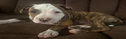 American Bully dogs for sale: Houston - Ad 10