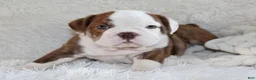 English Bulldog dogs for sale: Hudson - Ad 6