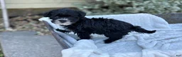 Yorkiepoo dogs for sale: Bubbles - Ad 17